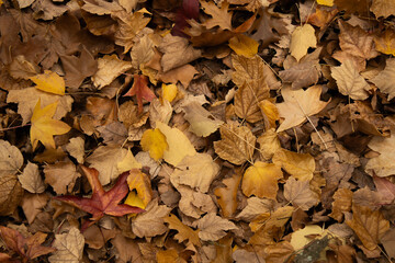 Colorful Autumn Leaves Covering the Ground