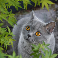 Gray British Shorthair cat with amber eyes hiding among the green leaves of an Acer