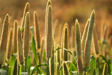 Bajra crop field. Closeup view of Pearl millet plant production of beer. Beautiful closeup pearl millet crop field in rural area of india. cultivation pearl millet fields, Ripping millet crop field.