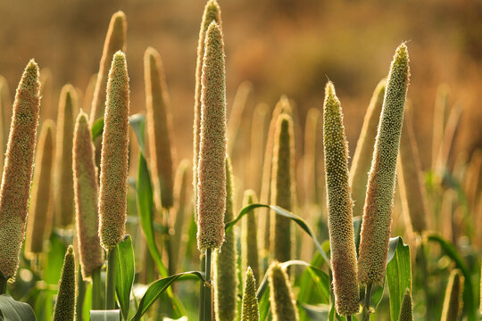 Bajra crop field. Closeup view of Pearl millet plant production of beer. Beautiful closeup pearl millet crop field in rural area of india. cultivation pearl millet fields, Ripping millet crop field.