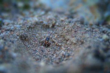 Antlion predator lurking patiently in its sandy pit