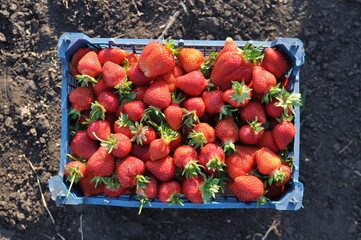 Juicy strawberries collected in a box, top view. Harvesting from our own field. Healthy, non-GMO food is filled with vitamins