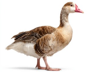 A graceful brown goose stands against a clean white background.