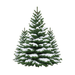 Fototapeta premium Snow covered evergreen tree stands tall, its branches laden with fresh white snow, evoking serene winter atmosphere. lush green needles contrast beautifully with snow, creating classic winter