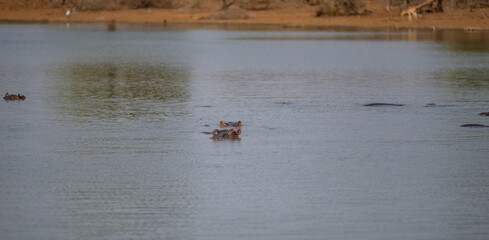 Flusspferd genannt Nilpferd - Hippo, im Krüger National Park - Kruger Nationalpark Südafrika
