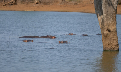 Flusspferd genannt Nilpferd - Hippo, im Krüger National Park - Kruger Nationalpark Südafrika