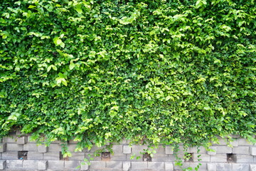 bright green tree wall background.