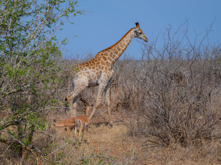 Giraffe im Busch vom Krüger National Park - Kruger Nationalpark Südafrika