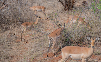 Impalas auch Schwarzfersenantilope oder Schwarznasenimpala genannt, im Busch vom Krüger National...