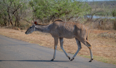 Kudu Strepsiceros im Krüger National Park - Kruger Nationalpark Südafrika