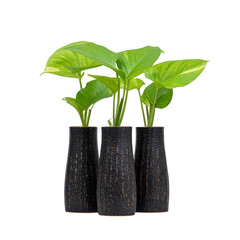 Three vibrant green plants with broad leaves are placed in textured black vases, creating striking contrast. arrangement exudes fresh and modern aesthetic, perfect for interior decor