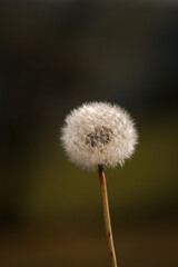 Obraz premium fleur pissenlit nature biodiversité fleur blanche macro flore