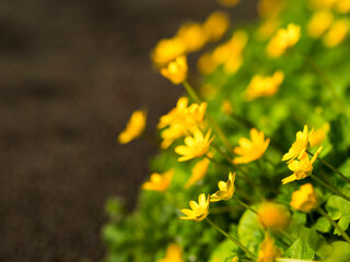 A field of yellow flowers with a bright sun shining on them. The flowers are in full bloom and the sun is casting a warm glow on the scene. Positive warm summer vibe, selective focus.