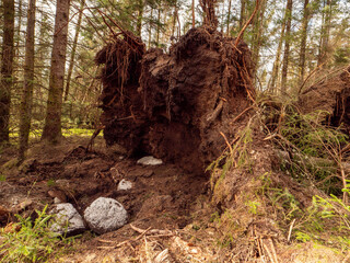 A forest with moss growing on the trees and a large fallen tree. The fallen tree is surrounded by...