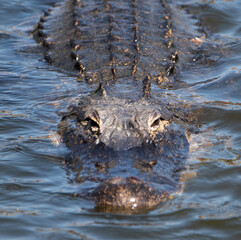 Florida alligator close-up, Howie in the Hills, Florida, USA
