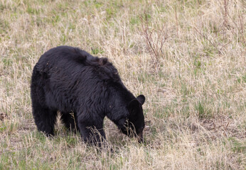 Fototapeta premium Black Bear in Springtime in Yellowstone National Park Wyoming
