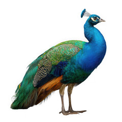 Fototapeta premium Vibrant indian peafowl isolated on transparent background