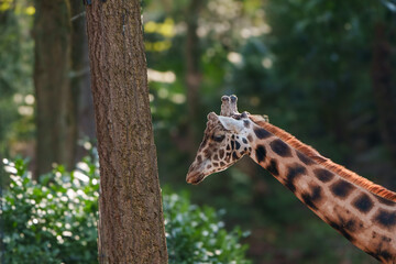 a Giraffe with a long neck, distinctive brown patches on a lighter background