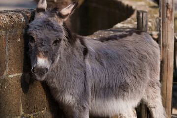 Fototapeta premium Close up shot for donkey stands in a barn