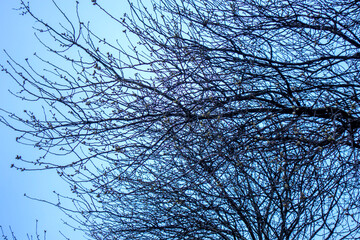 tree branches against blue evening sky