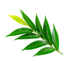 Fototapeta premium Vibrant green branch with elongated leaves, one leaf is lighter shade, creating striking contrast. leaves are glossy and smooth, showcasing natural beauty and freshness
