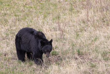Fototapeta premium Black Bear in Springtime in Yellowstone National Park Wyoming