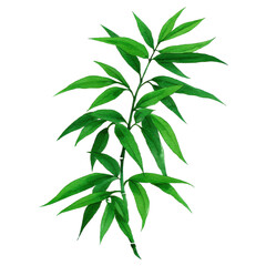 Obraz premium Vibrant green leafy branch with elongated leaves, showcasing natural beauty and freshness. leaves are arranged alternately along stem, creating lush and organic appearance