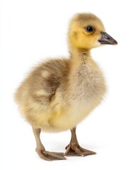 Fluffy gosling chick standing on white background.
