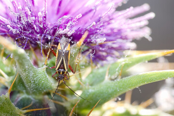 Insect perched on vibrant purple flower in a sunlit garden displaying delicate morning dew