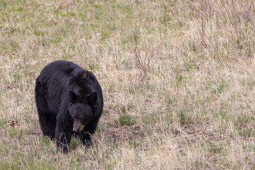 Black Bear in Springtime in Yellowstone National Park Wyoming