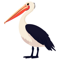 Fototapeta premium pelican, animal, vector, transparent background, zoo, wildlife, pelecanus, wings, fauna, feather, nature, beak, isolated
