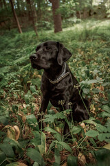 Black Labrador walking in the woods in summer