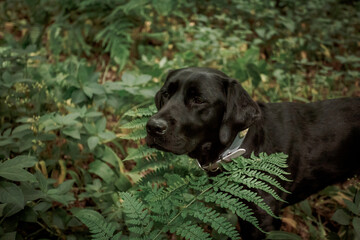 Black Labrador walking in the woods in summer