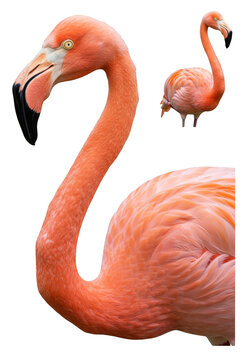 Pink Flamingo Bird Exotic Wildlife Isolated on Transparent Background
