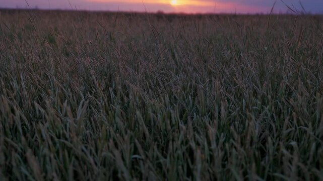 Golden sunlight bathing windswept prairie, native grasses rippling across serene landscape with expansive horizon glowing softly at twilight