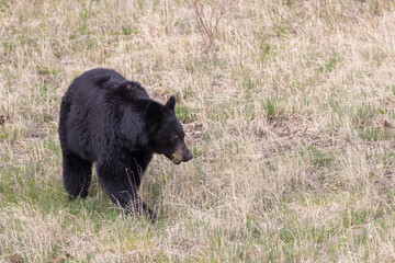 Black Bear in Springtime in Yellowstone National Park Wyoming