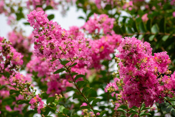 満開のサルスベリの花 ― 夏空に映える華やかな風景・壁紙素材　Crape Myrtle in Full Bloom Against Summer Sky｜Vibrant Scenery and Wallpaper Material