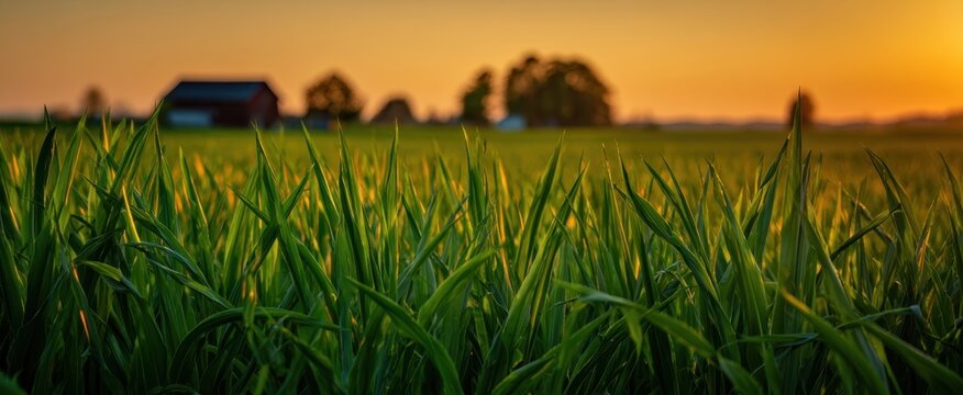 The tranquil grass field under a vibrant sunset with a rustic barn in view.