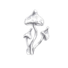 Set of three fantastic inedible mushrooms. Isolated pencil illustration on the theme of a magical forest for the design of coloring books, cards, Halloween theme parties, printing on fabrics.