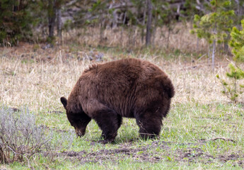 Black Bear in Springtime in Yellowstone National Park Wyoming