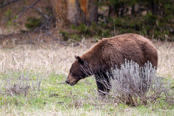 Black Bear in Springtime in Yellowstone National Park Wyoming