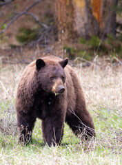 Fototapeta premium Black Bear in Springtime in Yellowstone National Park Wyoming