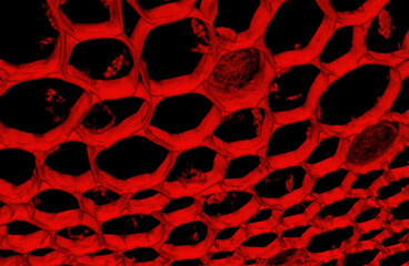 Convallaria plant microscopic sample, fluorescence signal observed with confocal laser scanning...
