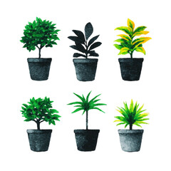 Fototapeta premium Collection of six potted plants, each with unique foliage, displayed in black pots. plants vary in leaf shape and color, creating vibrant and diverse arrangement