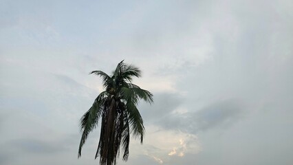 Tall Coconut Palm (Cocos nucifera) with Feathery Fronds Against Overcast Sky