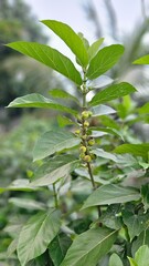 Tropical Hairy Fig (Devil's Fig) Branch with Glossy Leaves and Small Round Fruits.