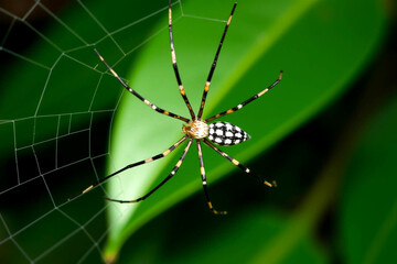 A Golden Orb Weaver Spider on a Dewy Green Leaf with Intricate Web