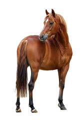 Obraz premium Realistic Brown Horse Isolated Animal Stallion Wildlife Portrait