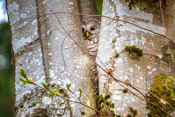 Ural owl perched in a forest tree