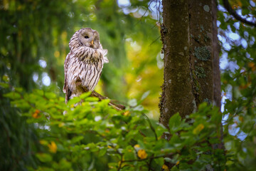 Ural owl perched in a forest tree
